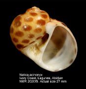 Natica acinonyx (2)